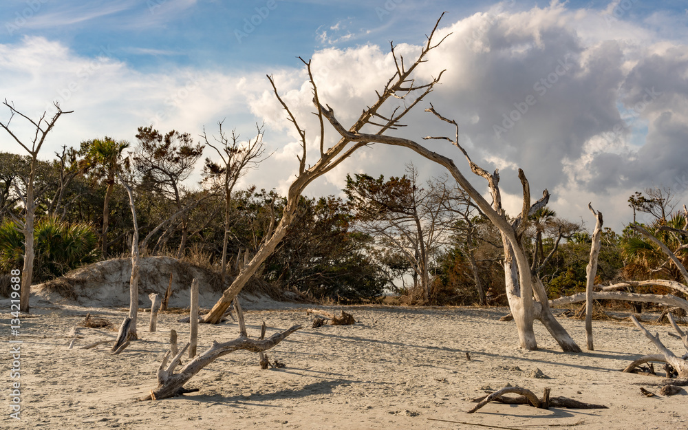 Fallen Trees Fallen Trees