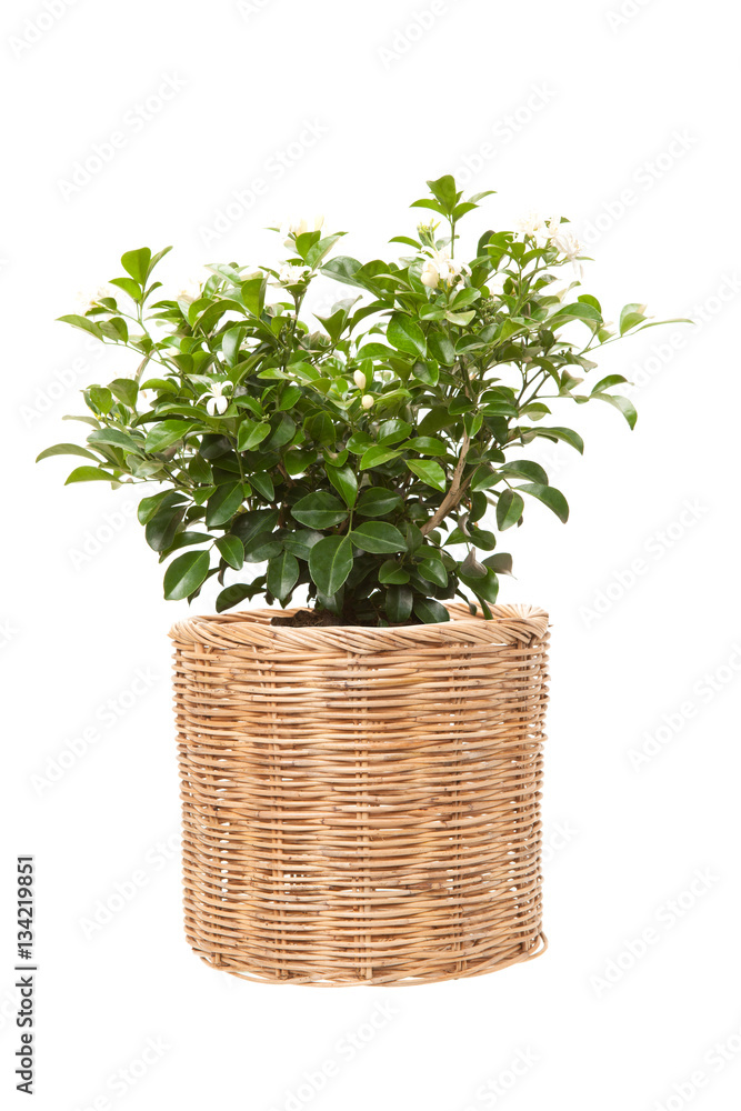 Orange jasmine in wicker pots