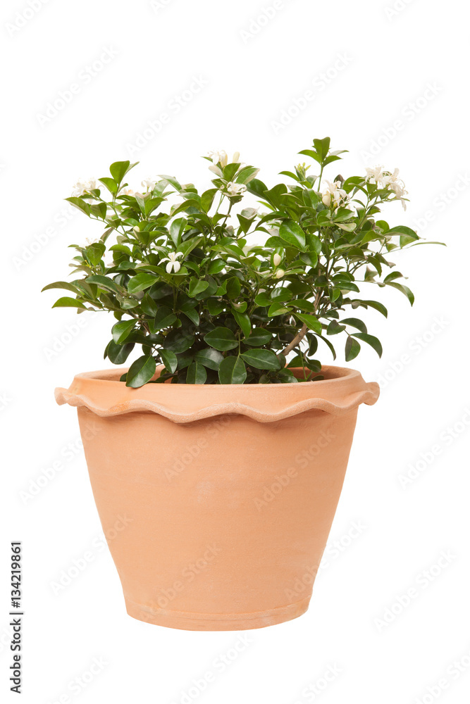 Orange jasmine in clay pots