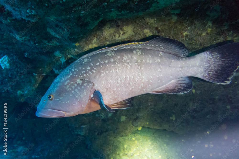 Naklejka premium El Hierro, La Restinga, Tauchen, Kugelfisch, Stabfisch, Fisch, Meer, Kanaren, Kanarische Inseln, Insel, Spanien, Europa