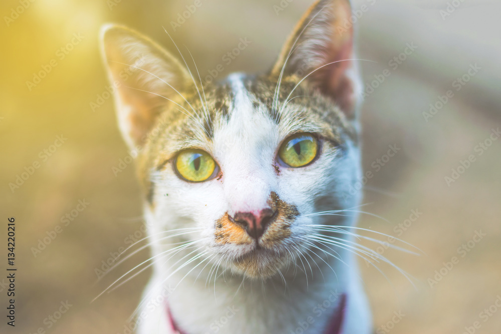 the eyes of the cat. (selective focus) the eyes of the cat. (selective focus)