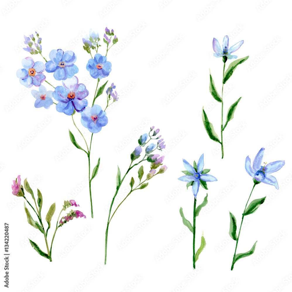 Set Of Blue Flowers Forget Me Not Tweedia Stem And Leaves On White Background Hand Draw Watercolor Painting Botanical Illustration Vintage Stock Illustration Adobe Stock