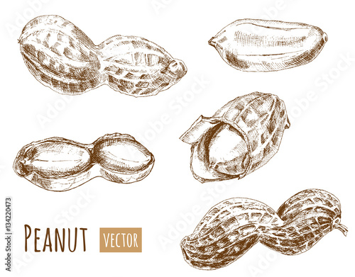 Set of peanuts, whole nuts, shelled, hand draw sketch, outline on white background, vector illustration, vintage