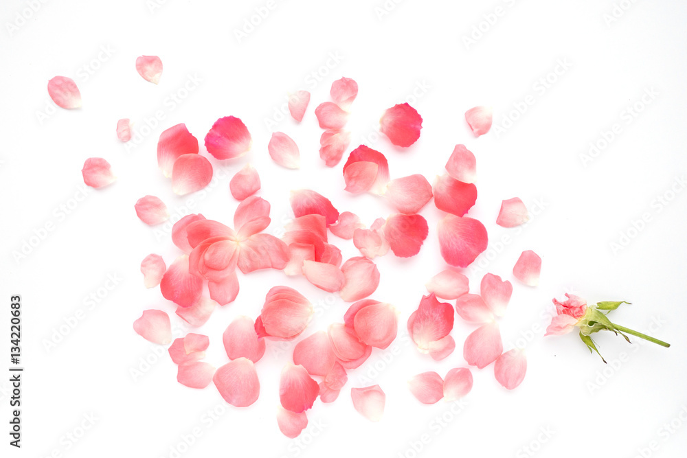 Pattern from petals of pink roses