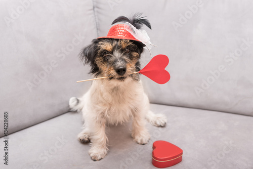 Fototapeta Naklejka Na Ścianę i Meble -  Romantic dog - jack russell terrier