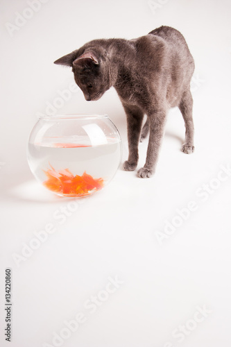 Cat trying to catch fish on white background photo