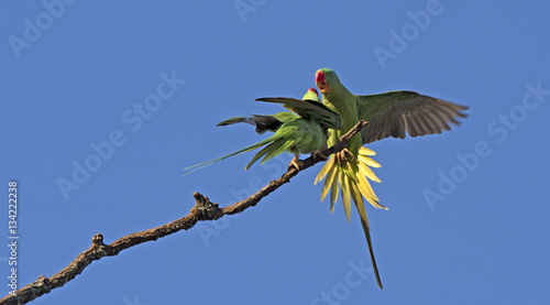 Alexandrine Parakeet (Psittacula eupatria) flying blue background,Bird in Thailand