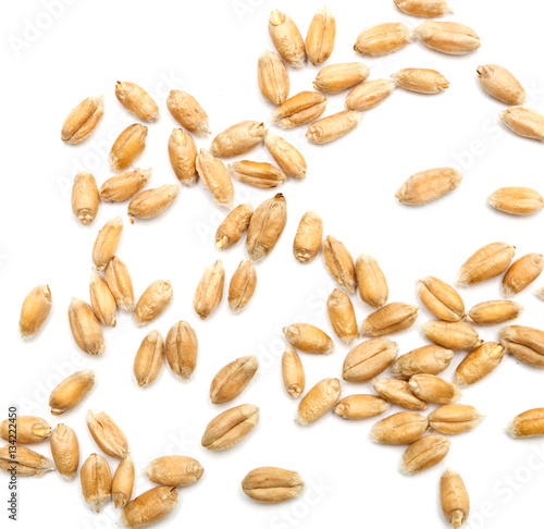 wheat grains on white