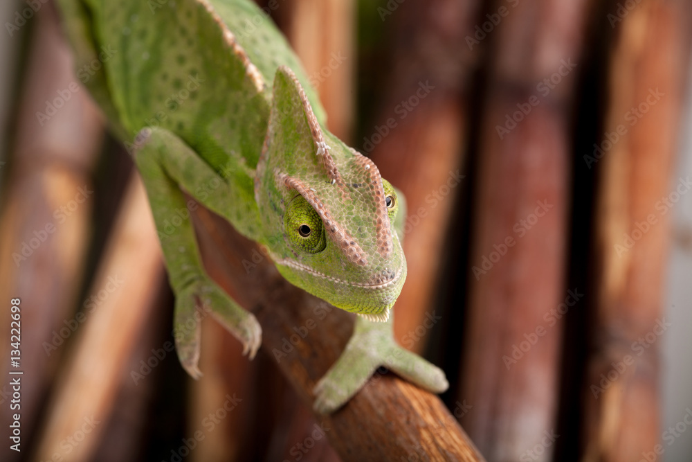 Green chameleon on bamboo background Green chameleon on bamboo background
