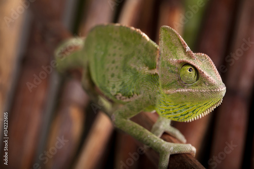 Green chameleon on bamboo background