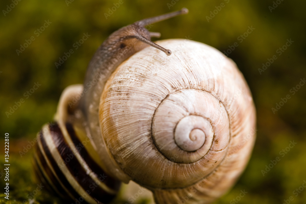 Macro of snail in it's natural background Macro of snail in it's natural background