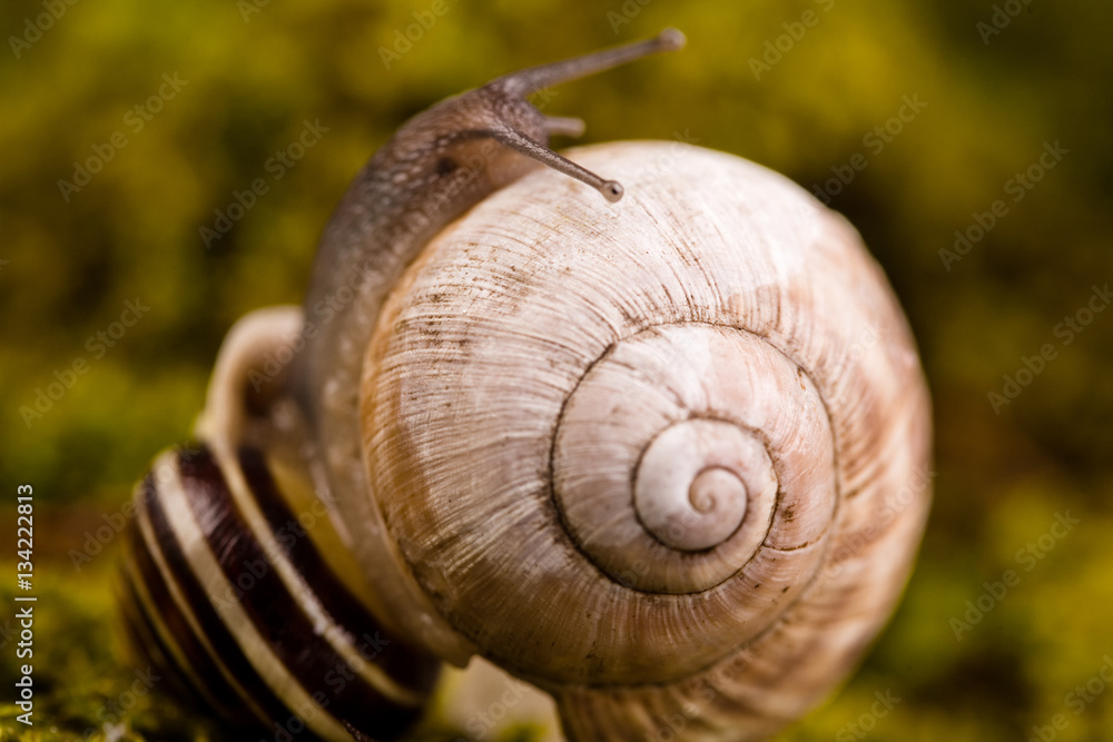 Macro of snail in it's natural background