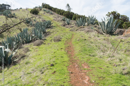 El Hierro  Kakteen  Berge  Meer  Strand  Kanaren  Kanarische Inseln  Insel   Spanien  Europa