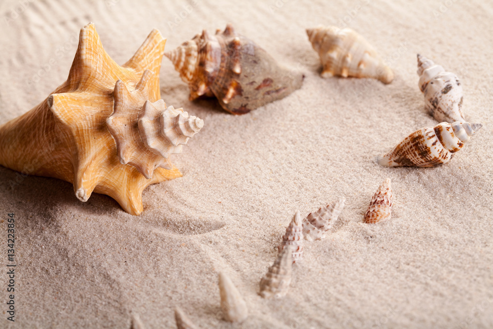 Close up of seashells on sand. Close up of seashells on sand.