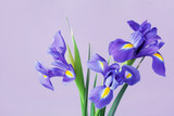 Greeting card with spring iris flowers.
