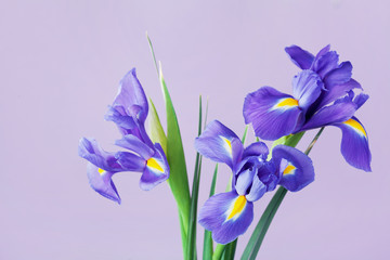 Papier peint photo Iris Carte florale aux iris printaniers  © juliasudnitskaya