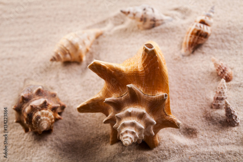 Close up of seashells on sand. 