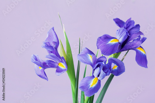 Fototapeta Naklejka Na Ścianę i Meble -  Greeting card with spring iris flowers.