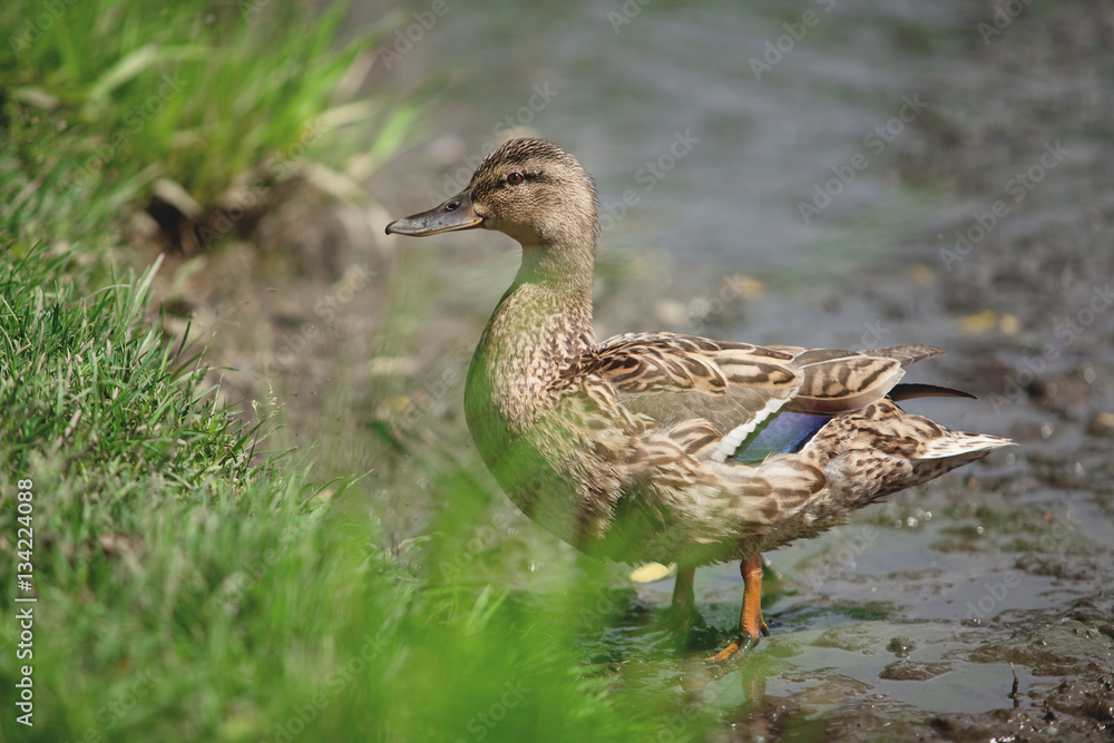 beautiful duck