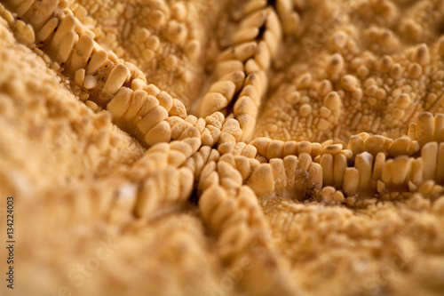 Close up of seashells on sand.  photo