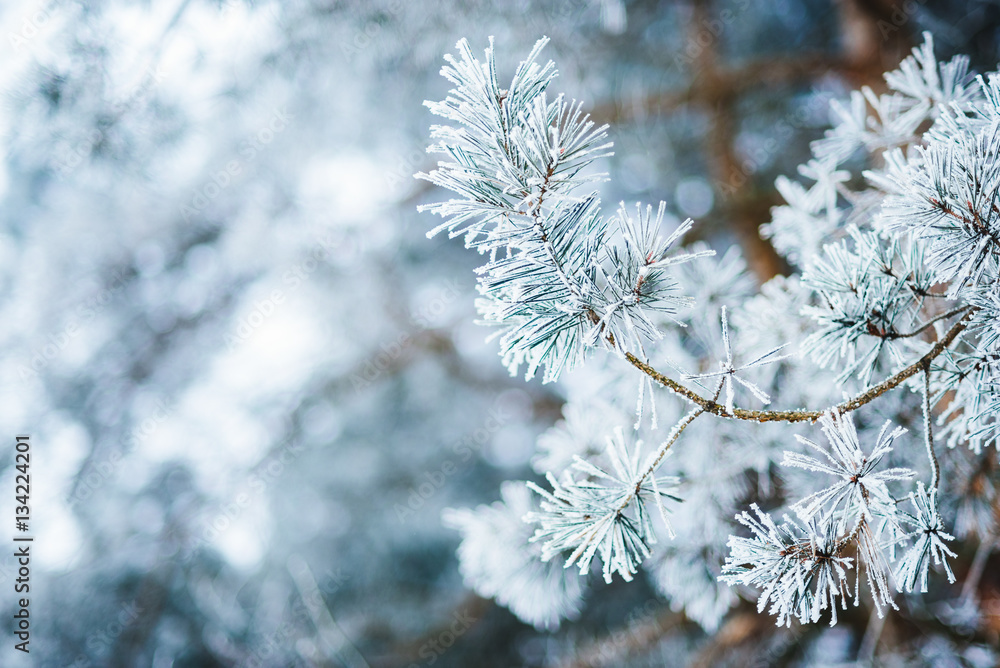 Frozen coniferous branches in white winter. Winter background. Close-up.