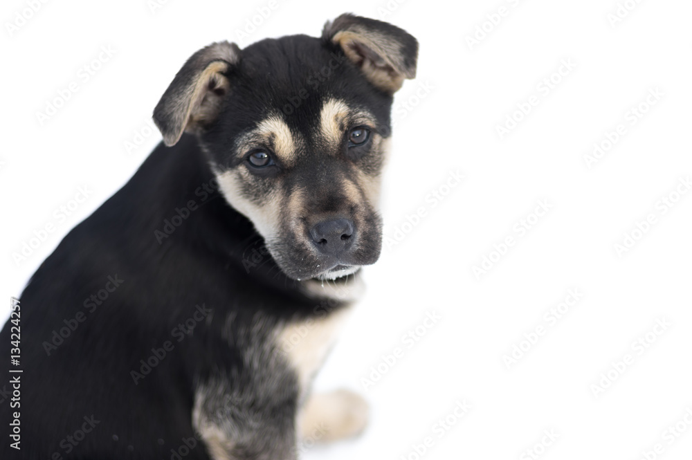 Portrait of cute stray puppy looking with hope against white background .