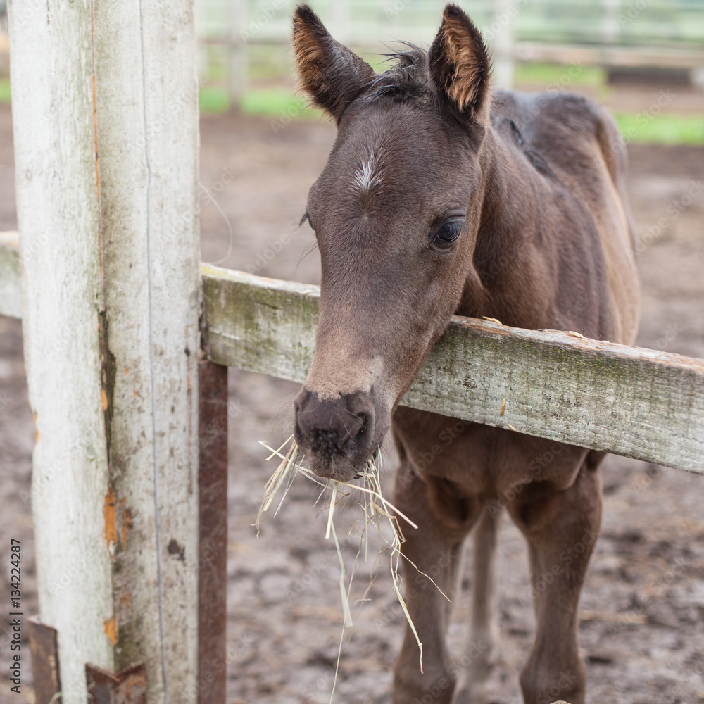 Obraz premium cute little colt.