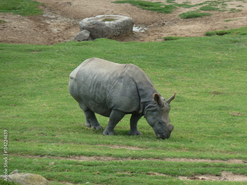 animal