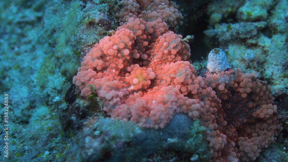 Fototapeta premium coral