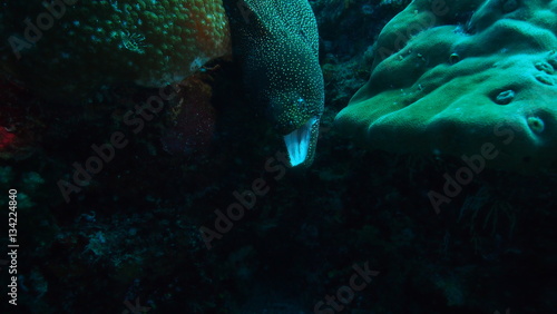 fish