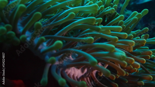 coral