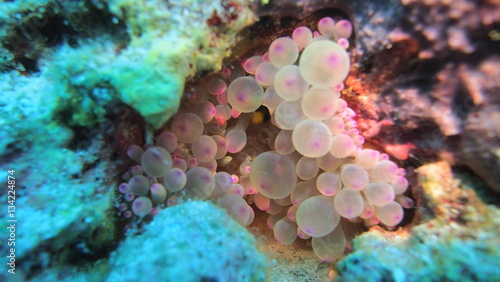 coral