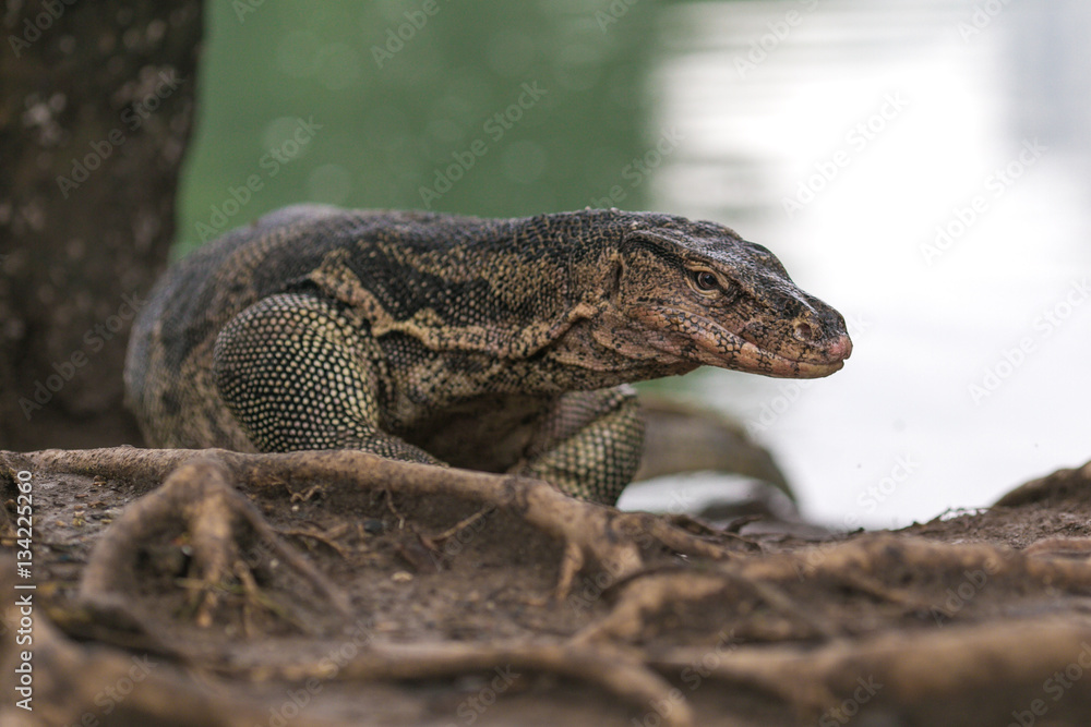 Naklejka premium Dragon lizard