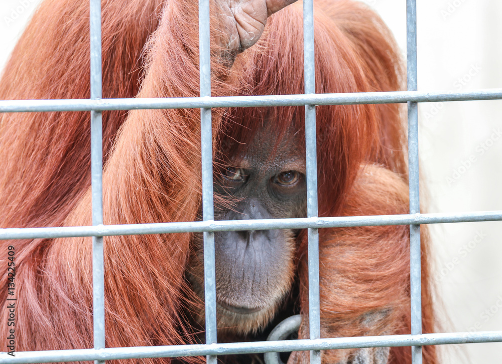 Fototapeta premium Trauriger Orang-Utan hinter Gittern