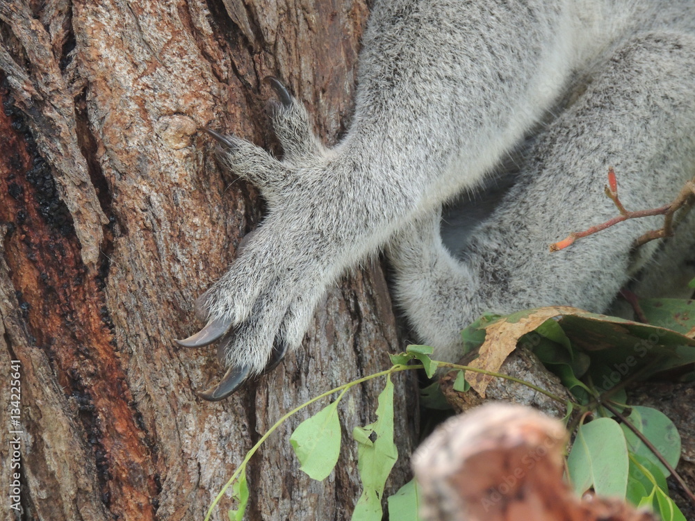 Naklejka premium Pazury koali (Phascolarctos cinereus)