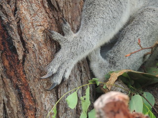 Ingelijste posters Koala Klauwen van koala close-up  © ChristopheB