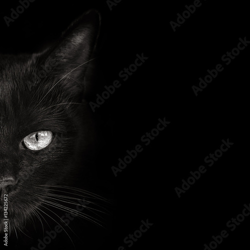 Fotografie dark muzzle cat close-up. front view