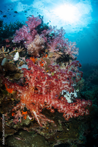 Soft Coral Bouquet on Coral Reef in Indonesia