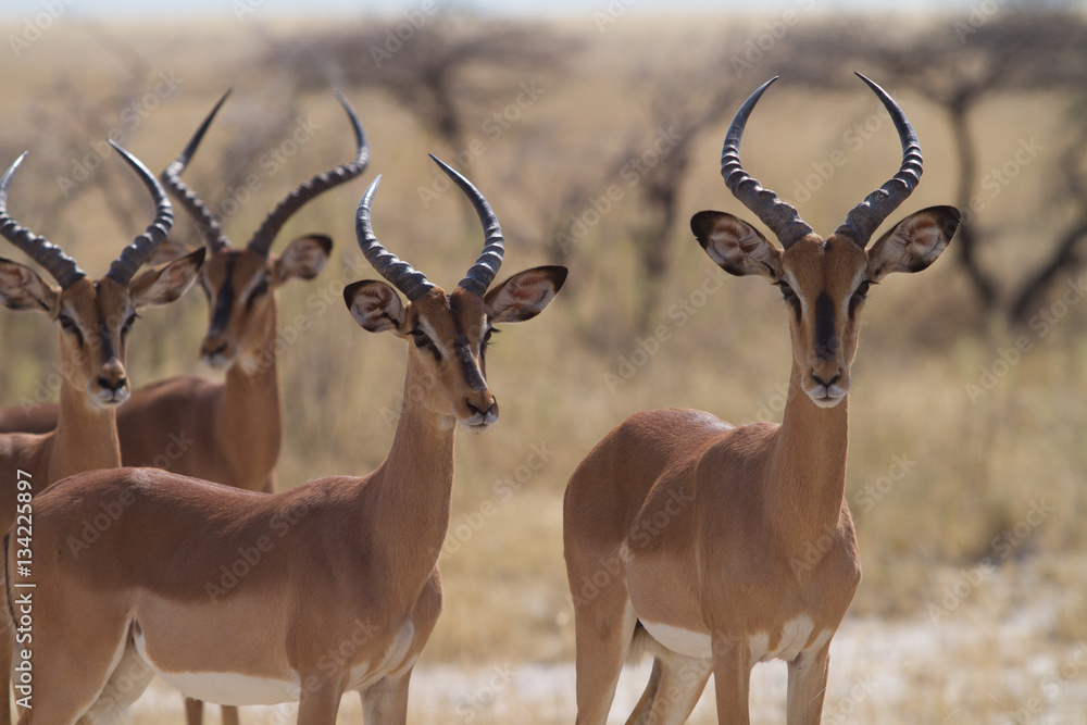 impalas Stock Photo | Adobe Stock