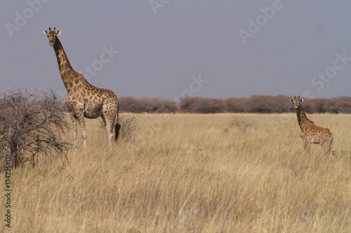 giraffe and baby