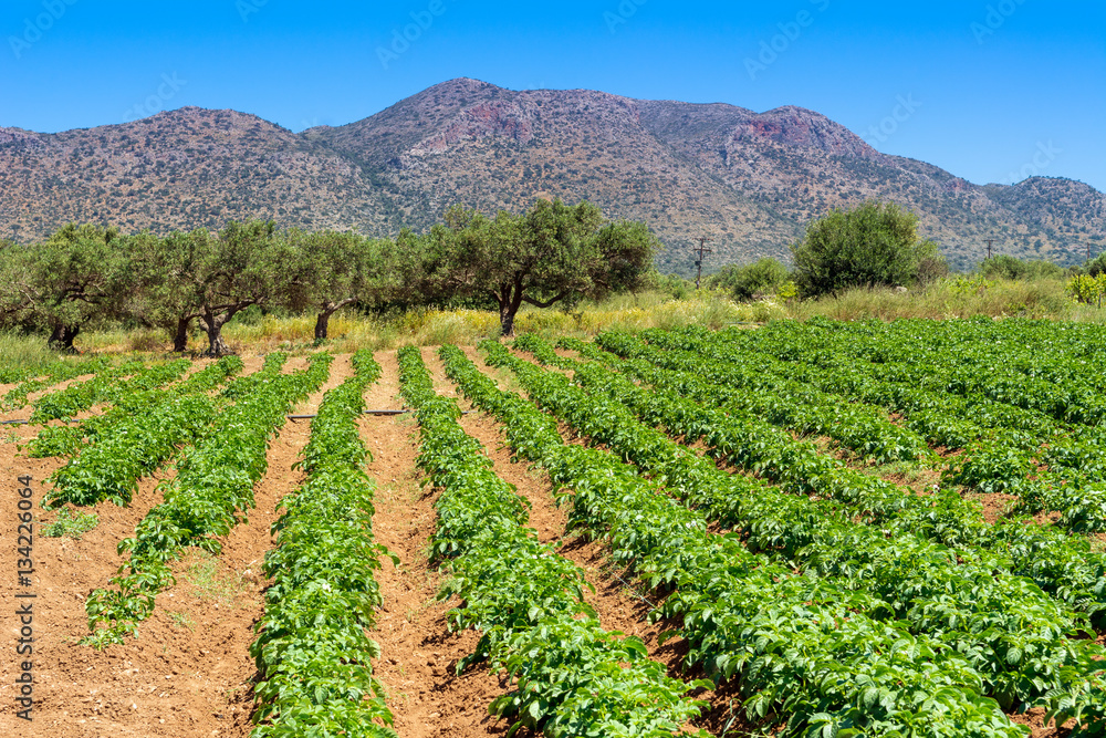 Potato field and olive trees spread over the foothills of the mountains. Crete Island. Greece.