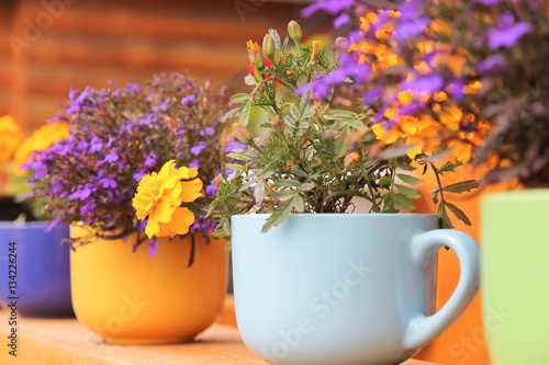 lobelia and Marigolds grow in colorful cups