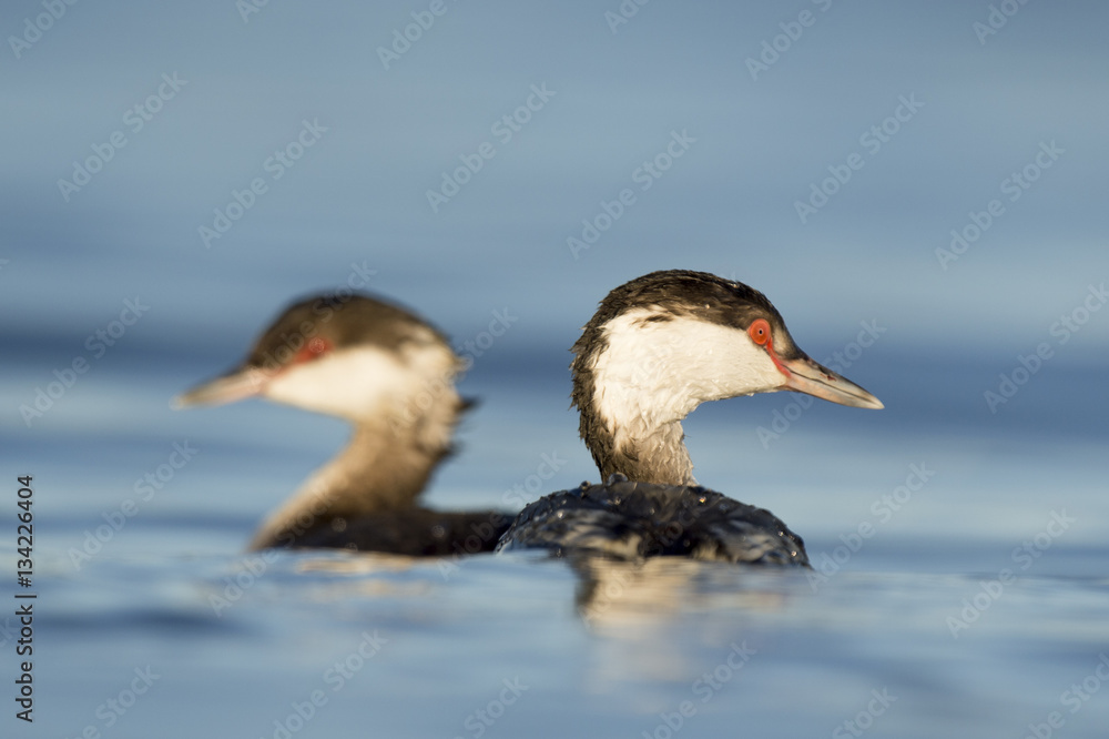 Fototapeta premium Horned Grebe Pair