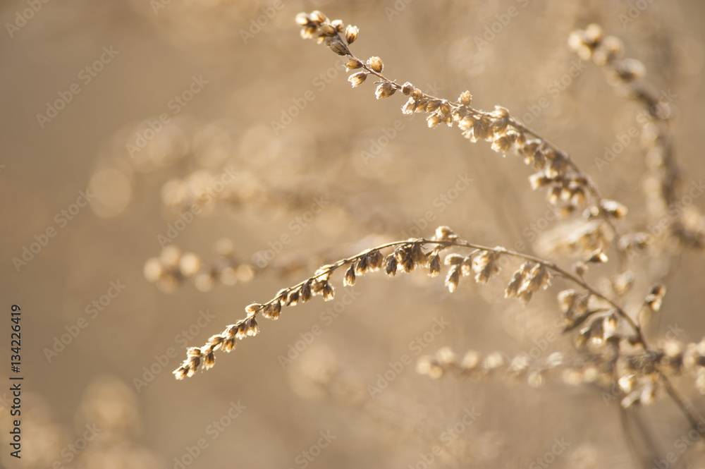 Naklejka premium Brown Bush Glowing in Sun