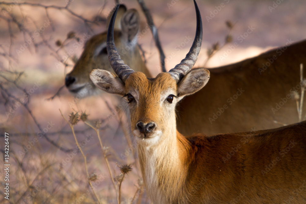 impalas impalas
