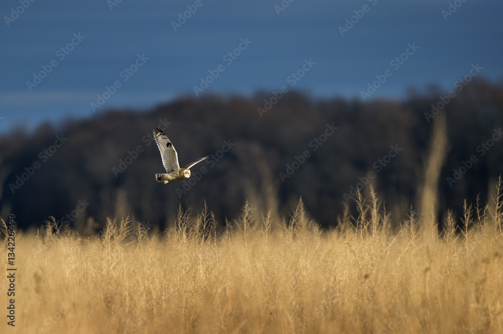 Fototapeta premium Short-eared Owl Hunting a Field
