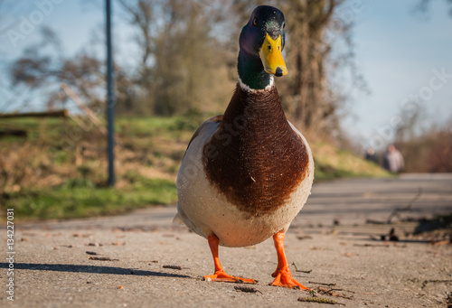 Stockente photo