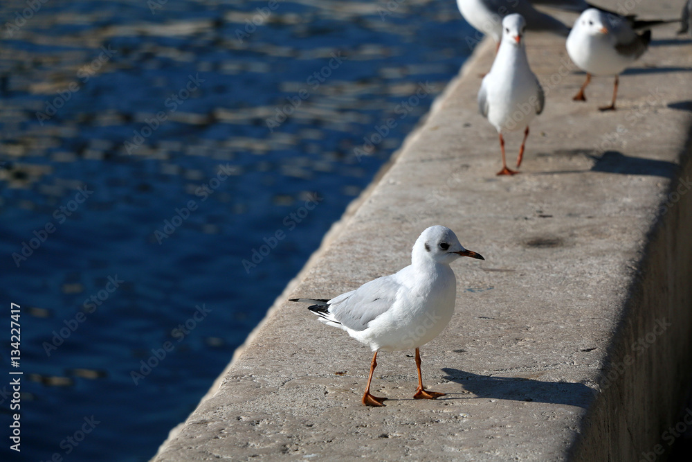 Obraz premium Seagulls on the waterfront. Selective focus. 