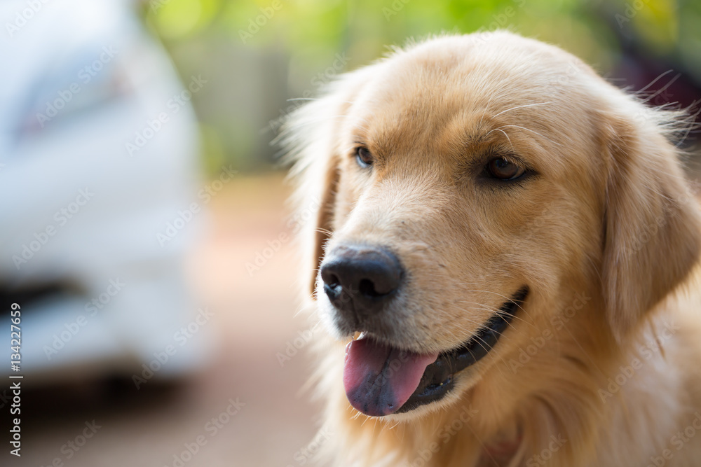 Close-up of a Golden Retriever's face Close-up of a Golden Retriever's face