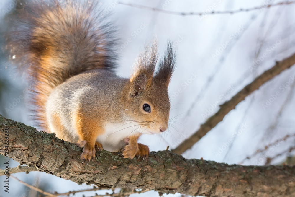 Fototapeta premium squirrel on a tree